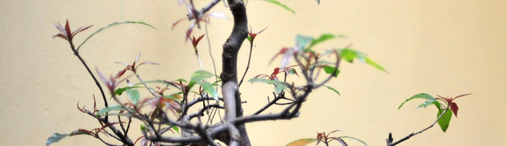FELIZ HABITAT